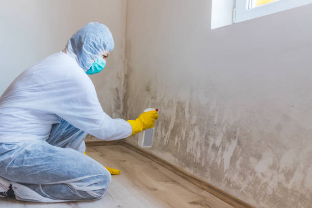 Licensed Basement Mold Removal service in Dayton, MN - WQB Mold Removal