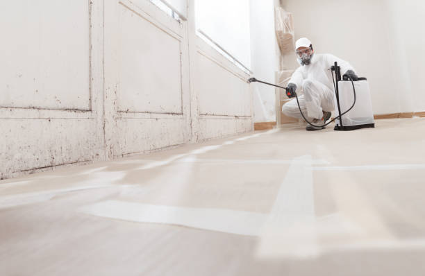 24/7 Emergency Basement Mold Removal experts in Dayton, MN