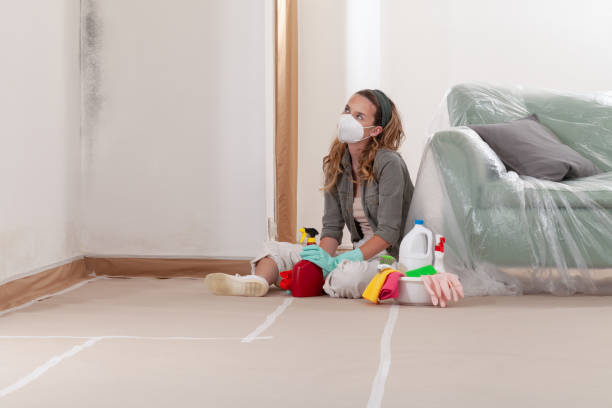 Reliable Basement Mold Removal contractor in Dayton, MN by WQB Mold Removal