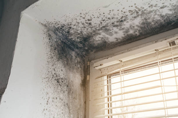 Affordable Basement Mold Removal solutions in Dayton, MN